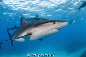 'The ocean is where I belong!'. Caribbean reef shark
— S... by Terry Steeley 